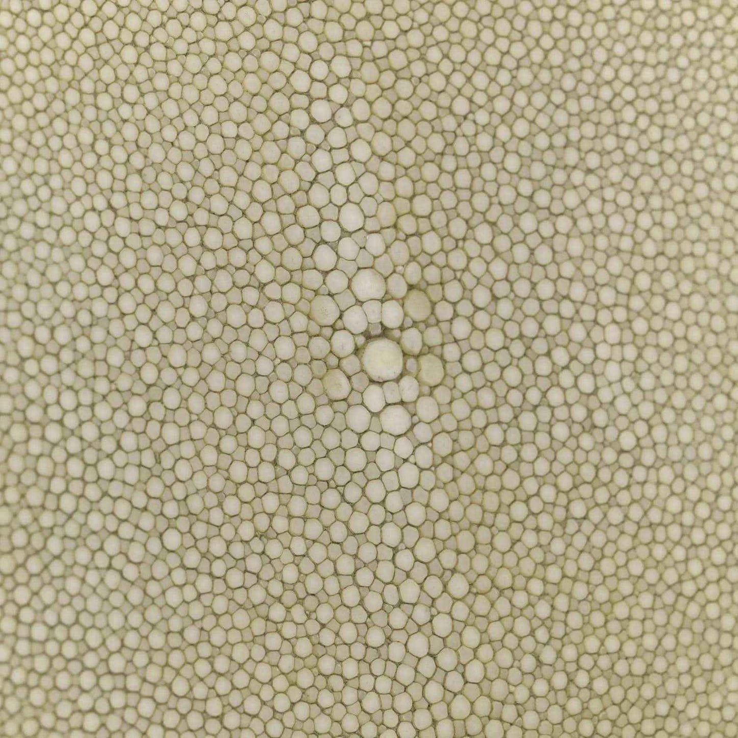 c087d91c256065688b466c88e68972de - NEESTRA